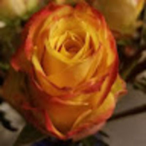 Meet your Posher, Tabitha